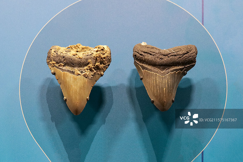 巨齿鲨牙齿（软骨鱼类） 中新世时代 美国产 国家自然博物馆古爬行动物厅图片素材
