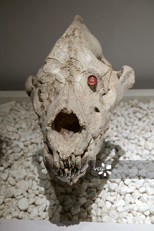 巨鬣狗（头骨） 晚中新世时代 甘肃省和政县产 国家自然博物馆古哺乳动物展厅图片素材