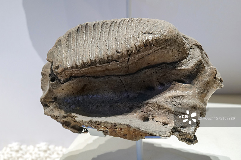 蒙城古棱齿象（臼齿） 中更新世 安徽省蒙城县产 国家自然博物馆古哺乳动物展厅图片素材
