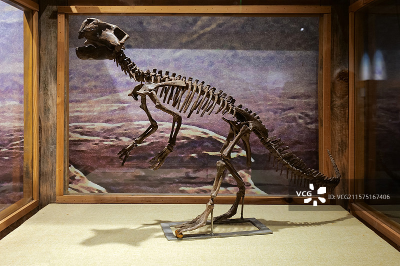 鹦鹉嘴龙（骨架） 白垩纪早期 辽西产 国家自然博物馆恐龙公园厅图片素材