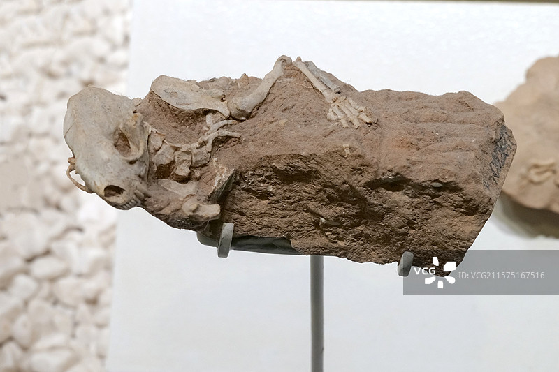 原臭鼬 晚中新世时代 甘肃省和政县产 国家自然博物馆古哺乳动物展厅图片素材