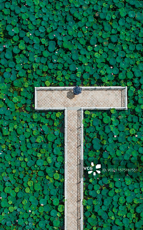 荷花池图片素材