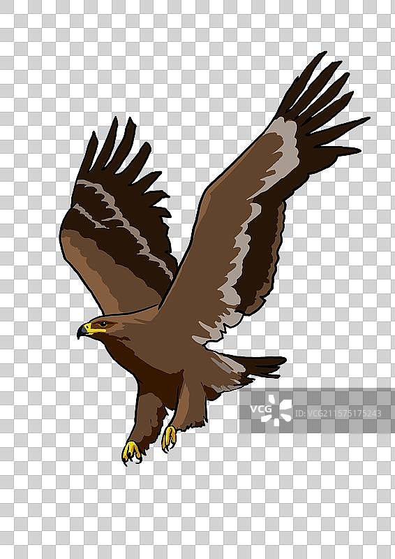 在天空飞翔的老鹰金雕卡通写实形象免抠元素图片素材