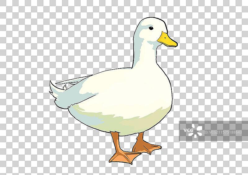 可爱的柯尔鸭白色鸭子卡通写实形象免抠元素图片素材