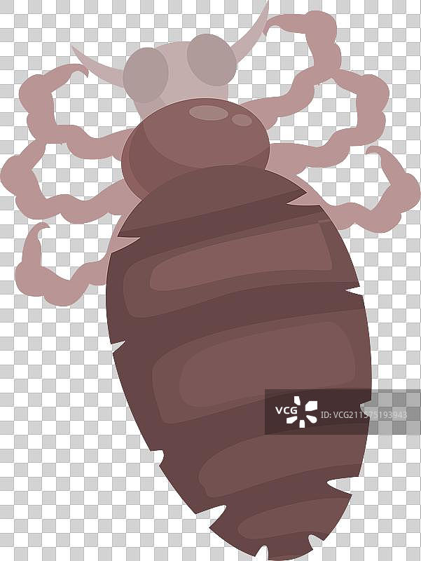 虱子通过传播感染的昆虫图片素材