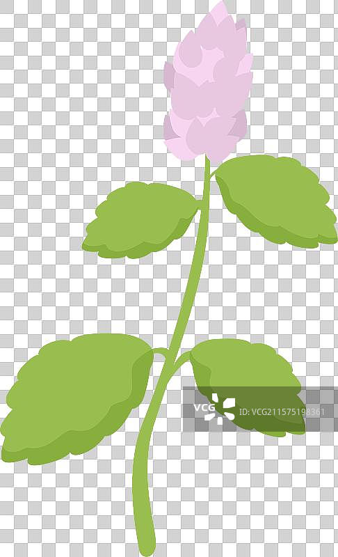 生长着叶子和花蕾的韩国薄荷枝条图片素材