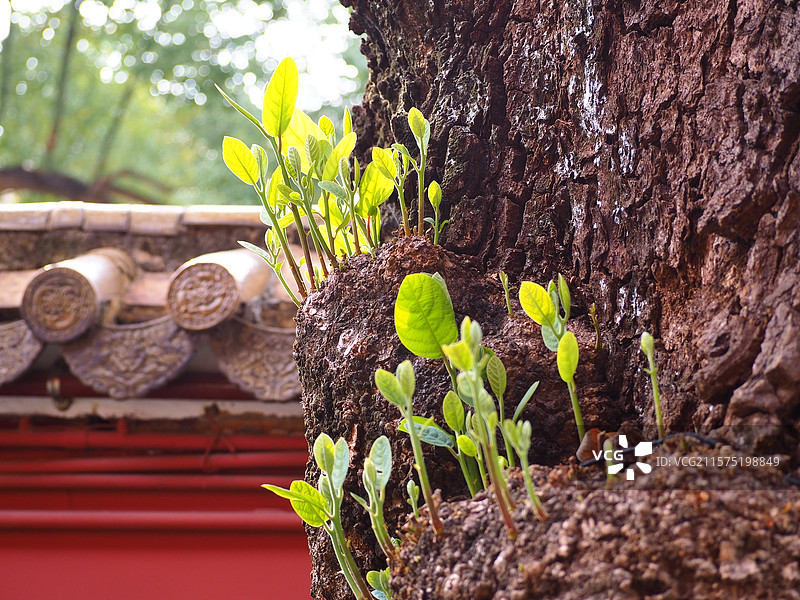老树发新芽图片素材