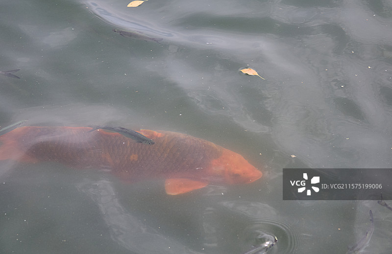 杭州西湖水中的锦鲤和小鱼图片素材