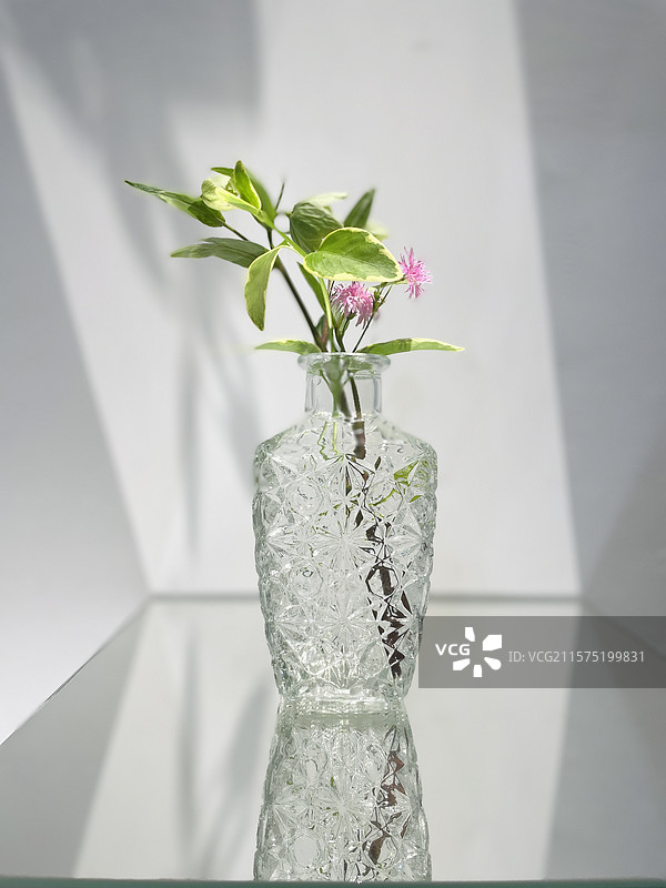 花瓶里的花朵特写镜头图片素材