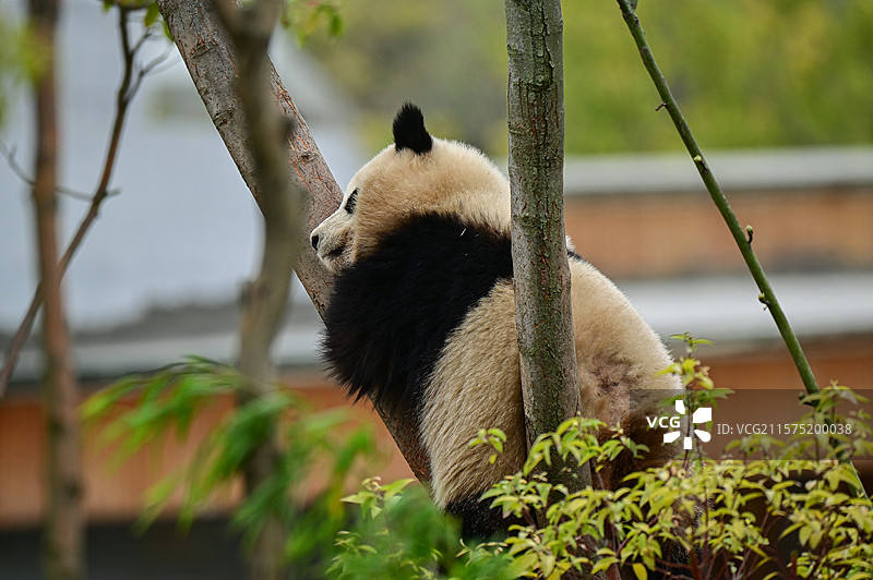 大熊猫 特写 保护基地 成都大熊猫保护基地 大熊猫吃竹子 竹子 微笑 招手 世界自然基金会图片素材