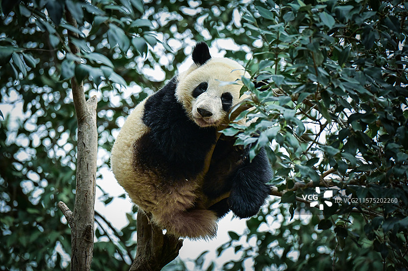 大熊猫 特写 保护基地 成都大熊猫保护基地 大熊猫吃竹子 竹子 微笑 招手 世界自然基金会图片素材