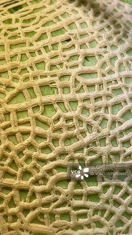 网纹瓜皮图片素材