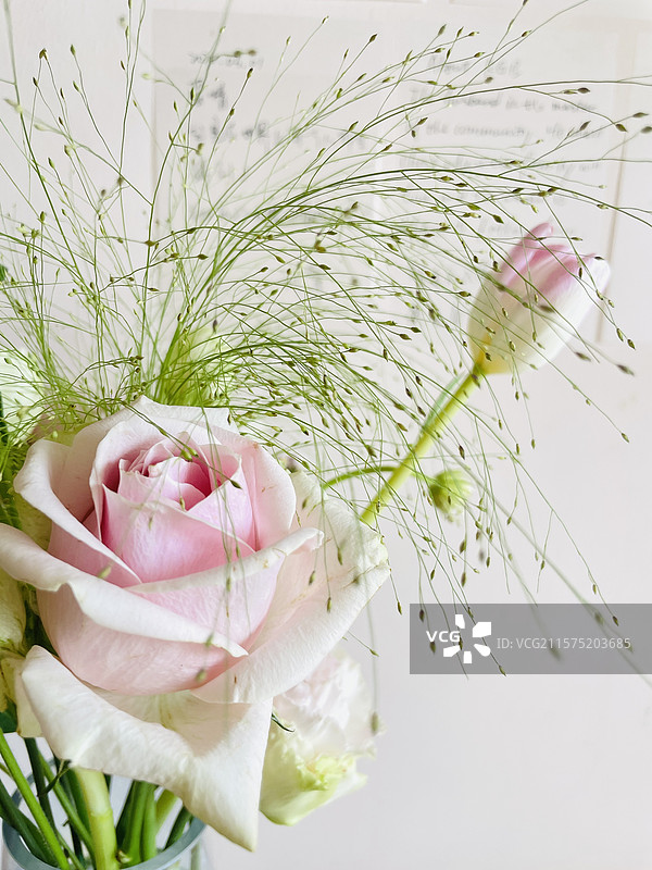 白色背景下玫瑰的特写镜头图片素材