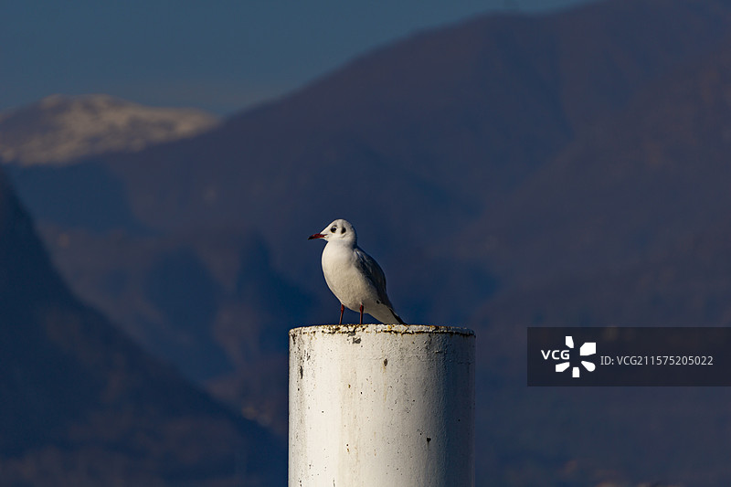 意大利科莫湖边的海鸥图片素材