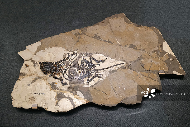 奇异辽宁龙 早白垩世时代 辽宁朝阳产 国家自然博物馆古爬行动物厅图片素材