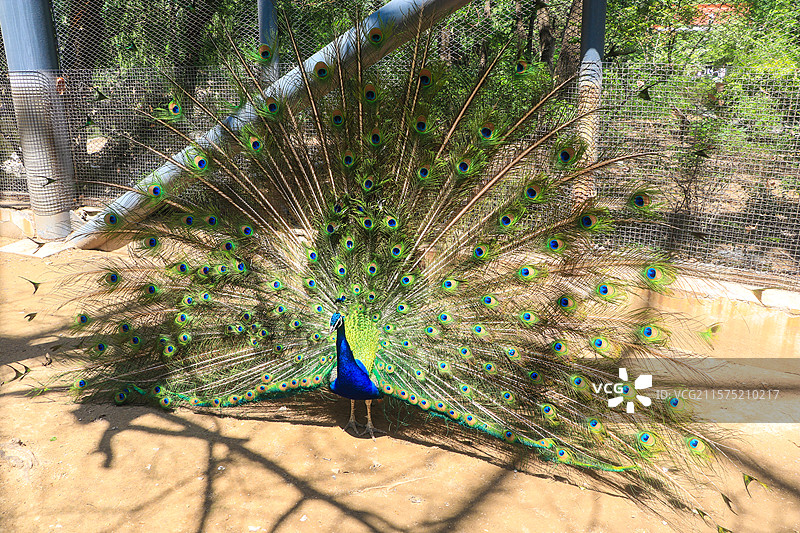 孔雀开屏美不胜收图片素材