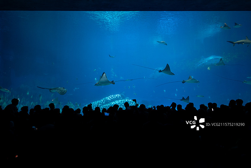水族馆里的鲸鲨图片素材