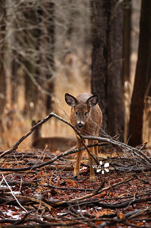 美国森林中的梅花鹿肖像图片素材