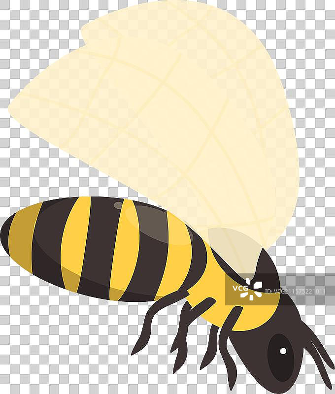 蜜蜂展翅飞翔图片素材