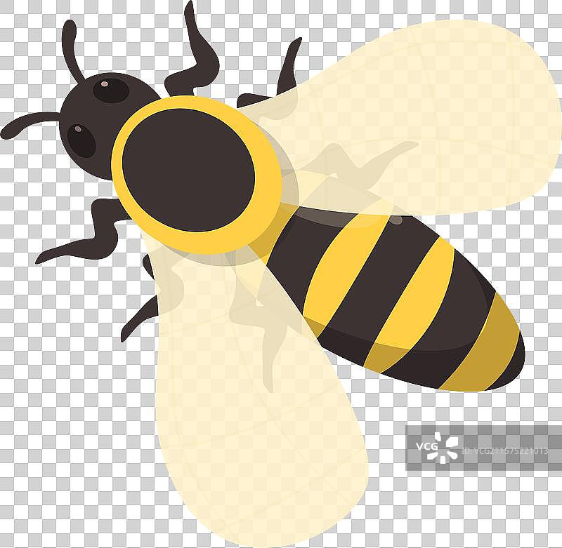 蜜蜂展翅飞翔图片素材