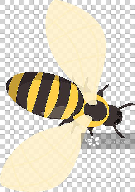 蜜蜂展翅飞翔的俯视图图片素材