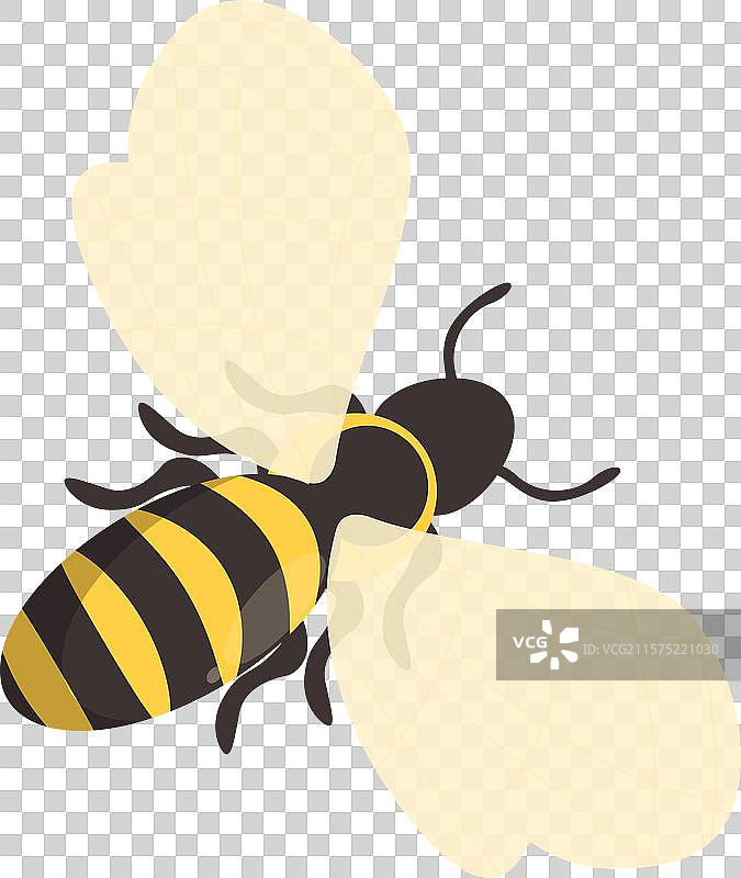 蜜蜂展翅飞翔图片素材