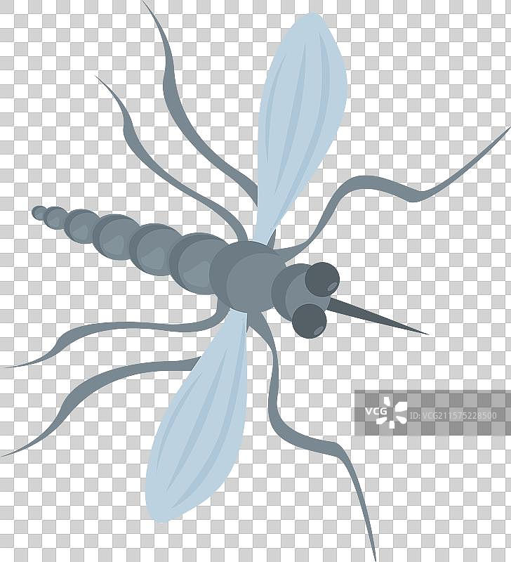 传播疟疾的大灰蚊子飞行昆虫图片素材