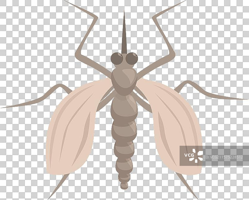 蚊子展开翅膀准备叮咬图片素材