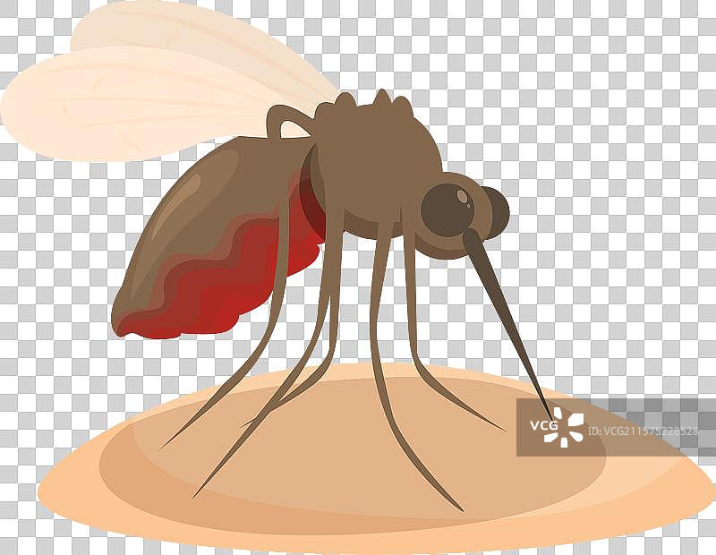 蚊子从人类皮肤吸血，危险性高图片素材