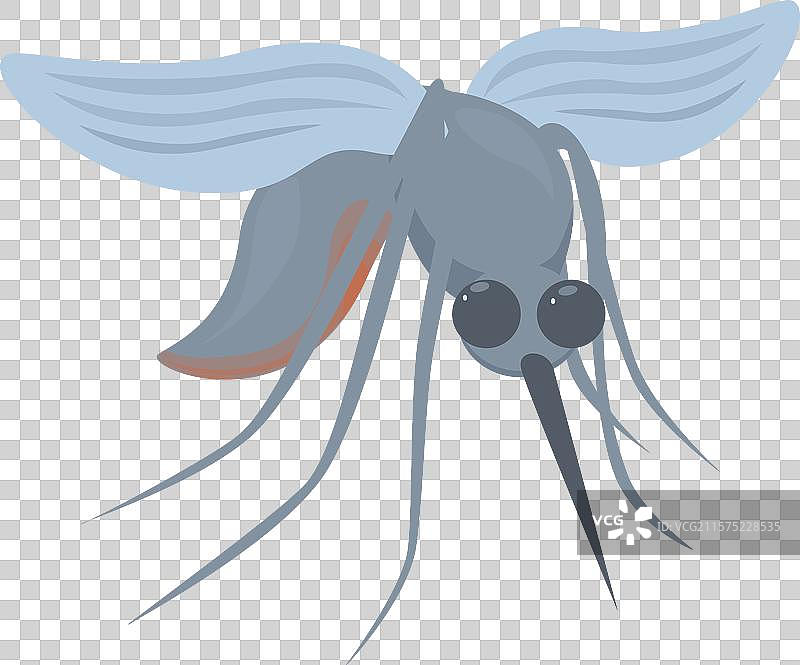 传播疟疾的灰色蚊子图片素材