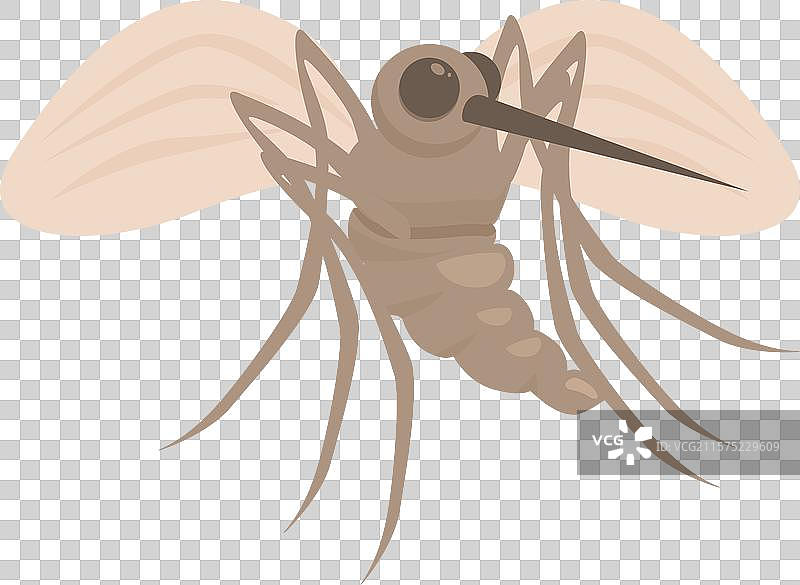 传播疟疾的棕色蚊子正在叮咬图片素材