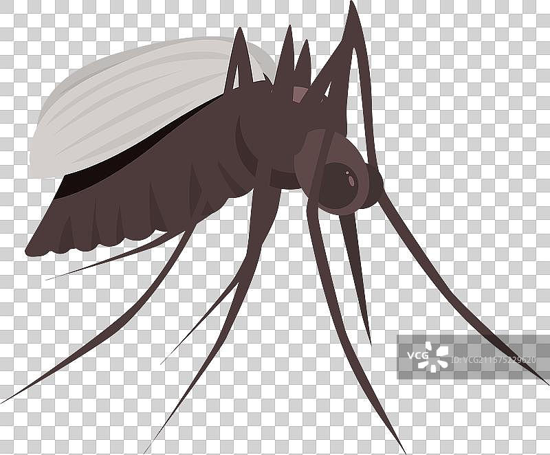 传播疟疾、寨卡病毒、登革热等的蚊子图片素材