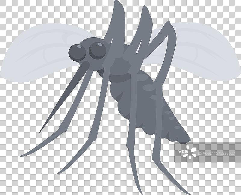 传播疟疾的危险灰色蚊子图片素材