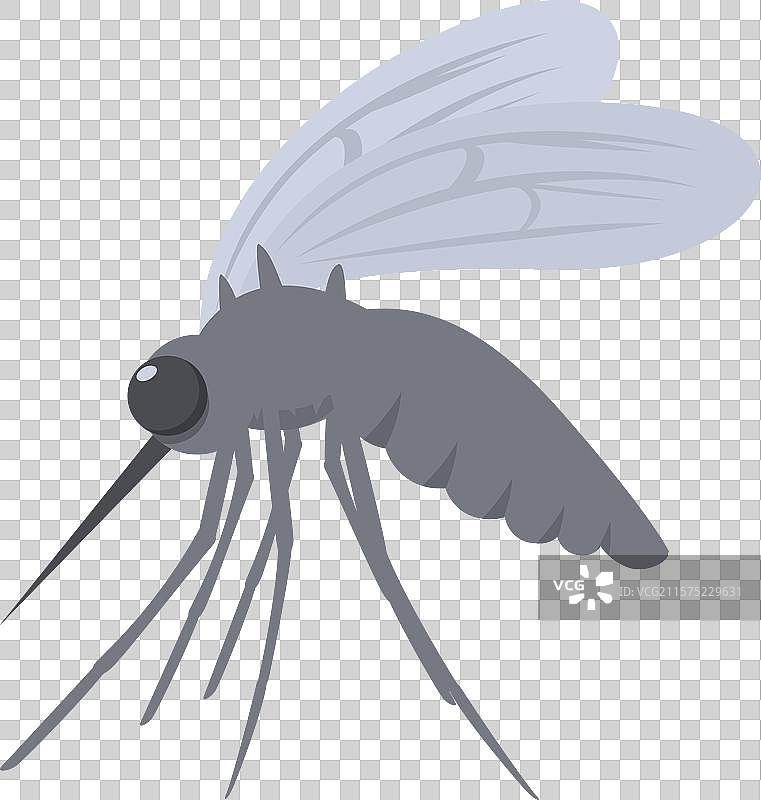 传播疟疾的灰色蚊子图片素材