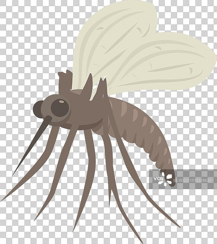 传播疟疾、寨卡病毒、登革热等的蚊子图片素材