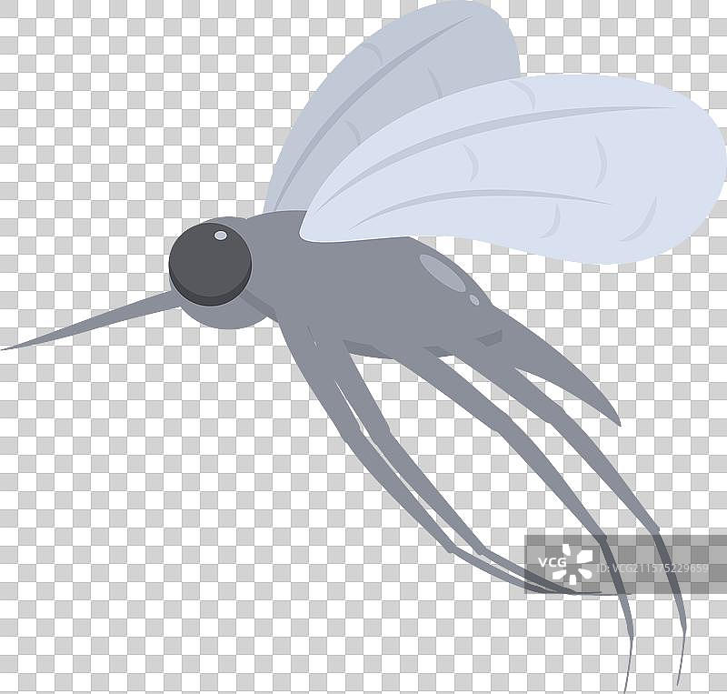 灰色蚊子飞行传播疟疾病毒图片素材