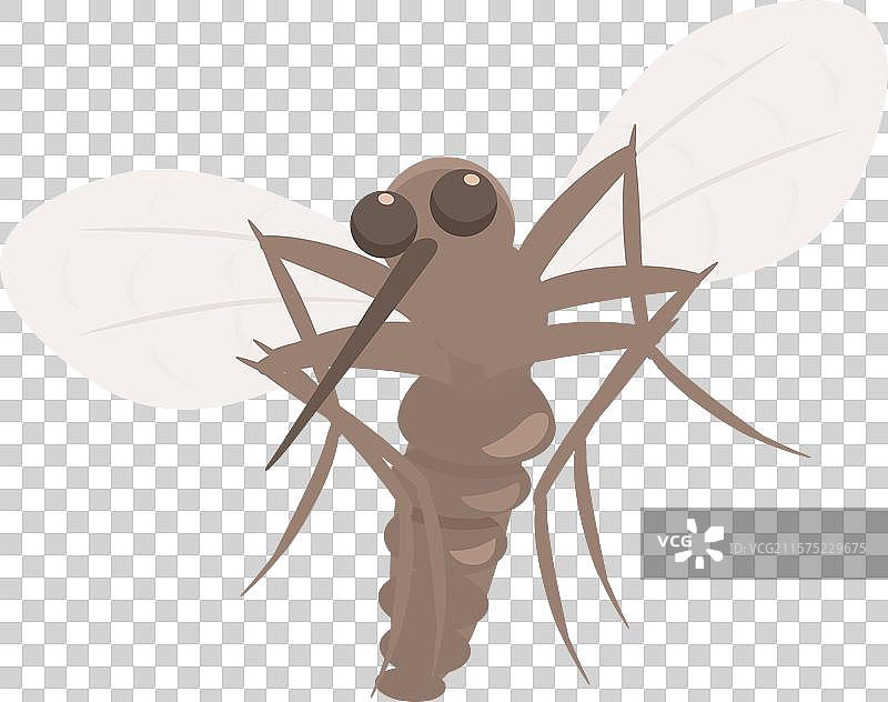 一只大棕色蚊子展开翅膀图片素材