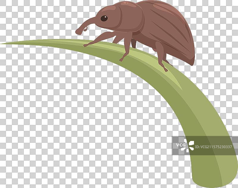 棕色象鼻虫在绿色草叶上行走图片素材