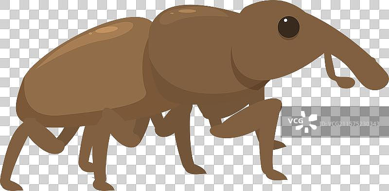 棕色象鼻虫正在散步图片素材