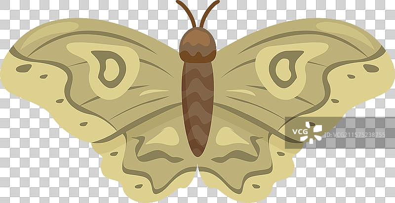 巨型丝绸蛾展开优雅的翅膀图片素材