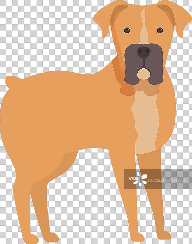 棕色拳师犬站在白色背景上图片素材