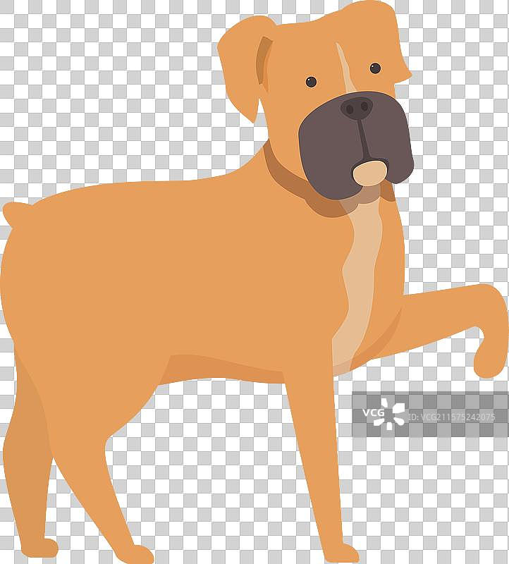 拳师犬站立并抬起一只爪子图片素材