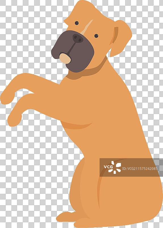 坐着的拳师犬抬起爪子图片素材