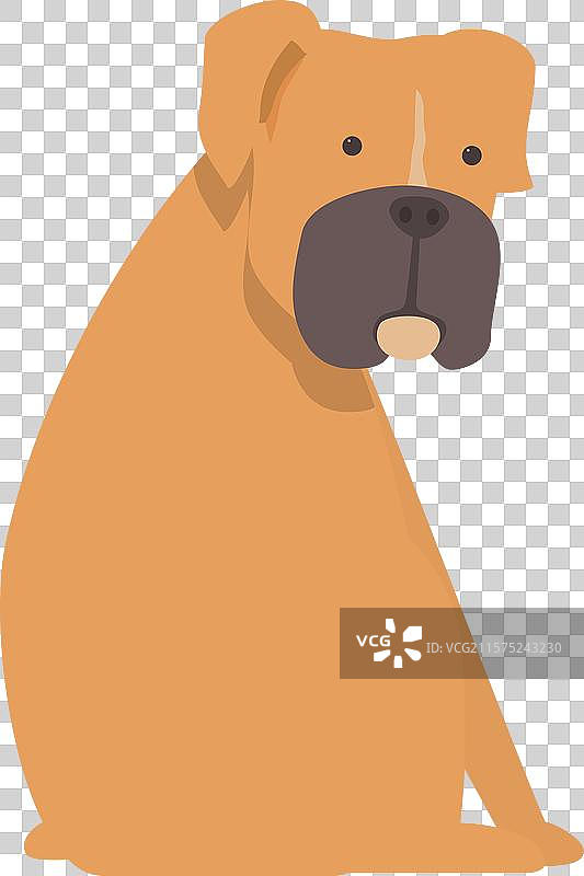 拳师犬坐着并转过头去图片素材