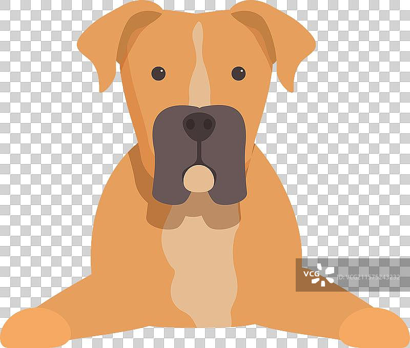 可爱的拳师犬躺着向前看图片素材