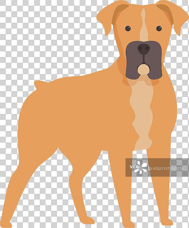 棕色拳师犬站在守卫位置图片素材