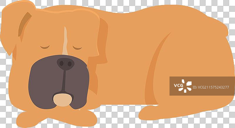 可爱的拳师犬安静地躺在地上睡觉图片素材