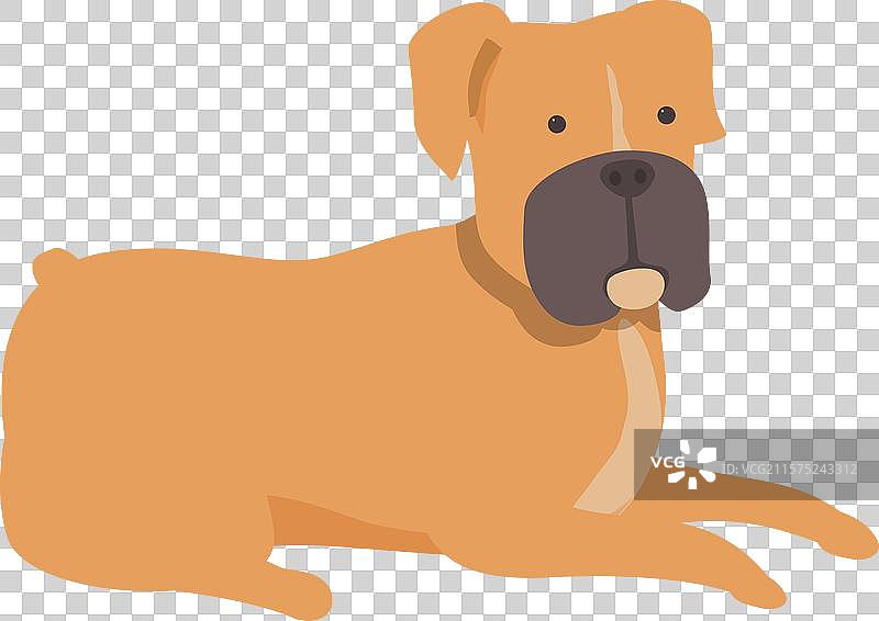 放松的拳师犬卧着，神情专注。图片素材