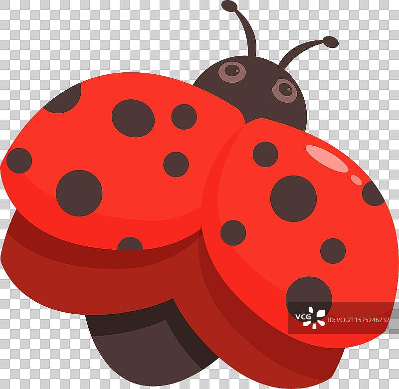 可爱的红色瓢虫在白色背景上打开它的壳图片素材