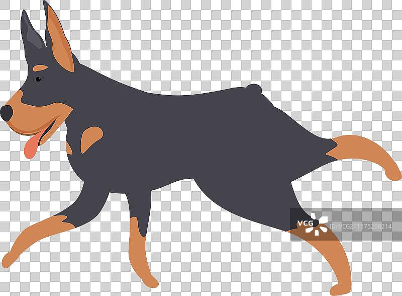 快乐的杜宾犬奔跑着，舌头伸出。图片素材